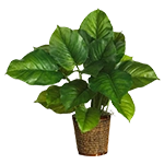 Flores, plantas y árboles